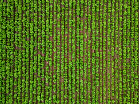 Aerial view of arable fields during sunsetの写真素材