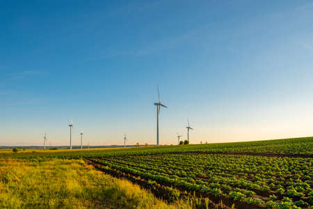 windmill farm in the field