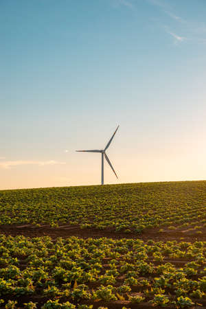 windmill farm in the field