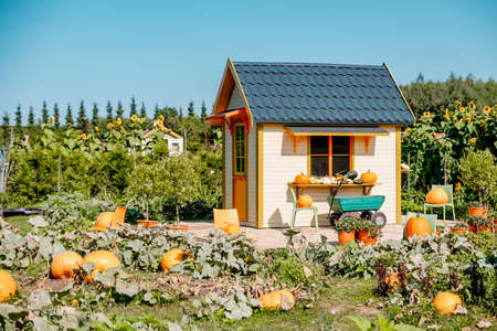 beautiful autumn garden with pumpkinsの写真素材