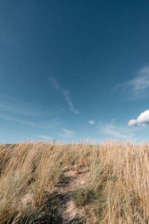 Grass in the sand dunes on the beachの写真素材
