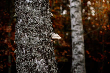 Forest mushrooms growing in the forestの写真素材