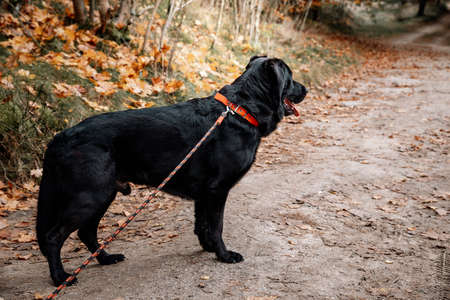 Black labrador dog on a walk in the forestの写真素材
