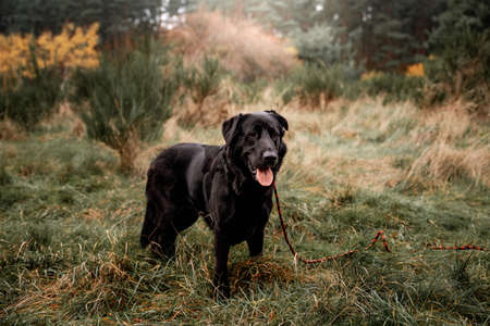 Black labrador dog on a walk in the forestの写真素材