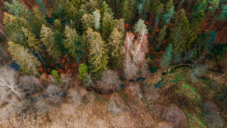 forest stream in autumn scenery view from the droneの写真素材