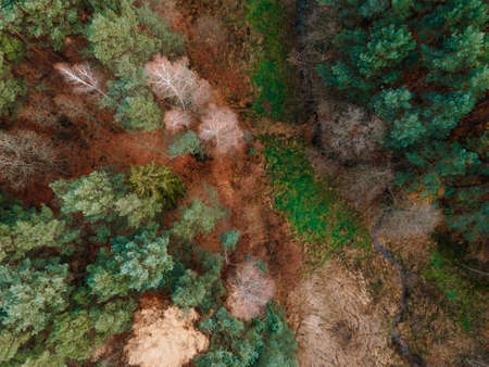 forest stream in autumn scenery view from the droneの写真素材