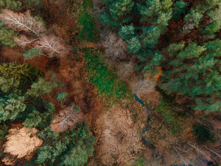 forest stream in autumn scenery view from the droneの写真素材