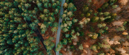 forest road in autumn scenery view from the droneの写真素材