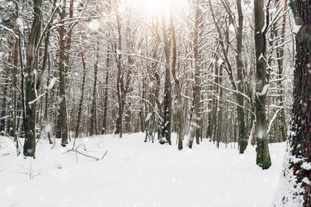 forest covered with snow in winterの写真素材