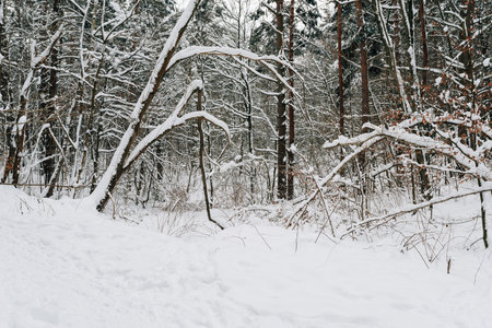 forest covered with snow in winterの写真素材