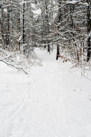 forest covered with snow in winterの写真素材