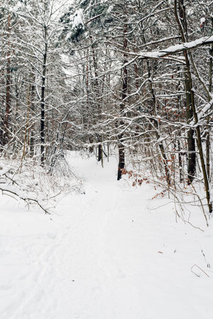 forest covered with snow in winterの写真素材