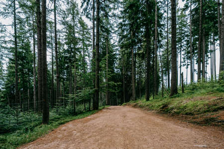 The forests of the Karkonosze National Parkの写真素材