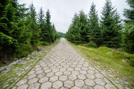 The forests of the Karkonosze National Park