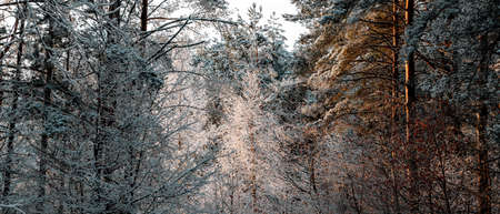 winter landscapes with snow-covered forestの写真素材