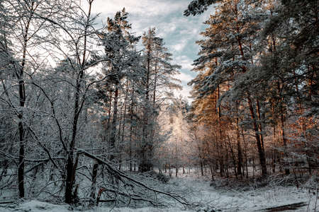 winter landscapes with snow-covered forestの写真素材