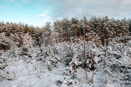 winter landscapes with snow-covered forestの写真素材