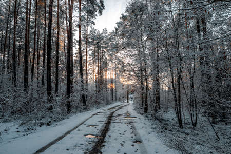 winter landscapes with snow-covered forestの写真素材