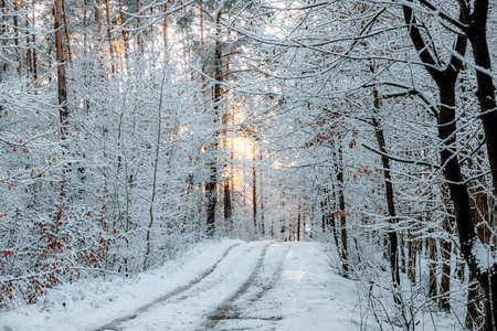 winter landscapes with snow-covered forestの写真素材