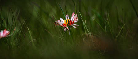 daisies growing in thick grassの写真素材
