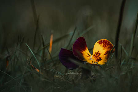 daisies growing in thick grassの写真素材