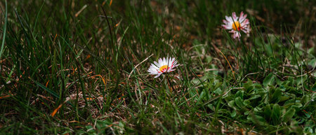 daisies growing in thick grassの写真素材