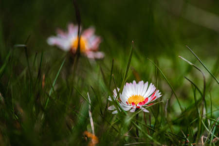 daisies growing in thick grassの写真素材