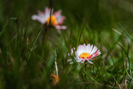 daisies growing in thick grassの写真素材
