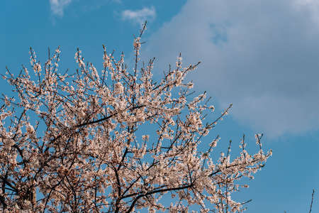 blooming cherries in early springの写真素材