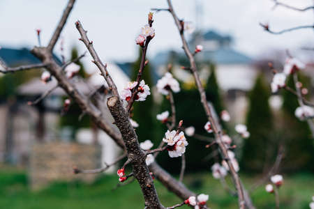 blooming cherries in early springの写真素材