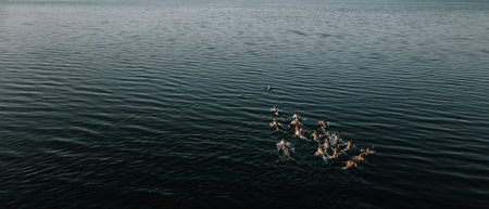 Ducks swiming on the lakeの写真素材