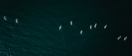 Ducks swiming on the lakeの写真素材