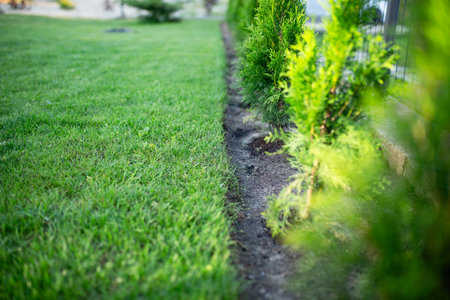 gardening, thuja plantingの写真素材