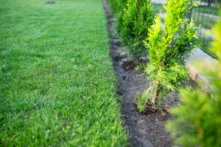 gardening, thuja plantingの写真素材
