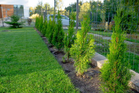 gardening, thuja plantingの写真素材