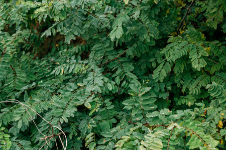 intensely green leaves of the locust treeの写真素材