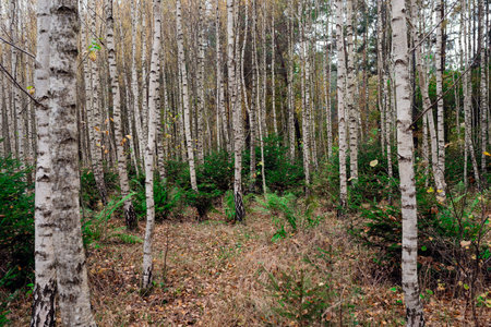autumn climate in the forestの写真素材
