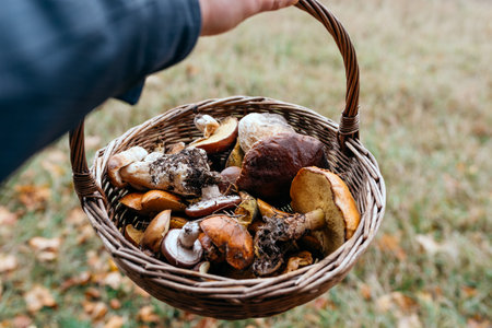 a full basket of harvested forest mushroomsの写真素材