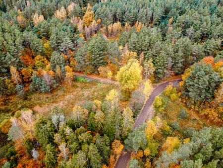 an aerial view of the road that runs through the autumn forestの写真素材