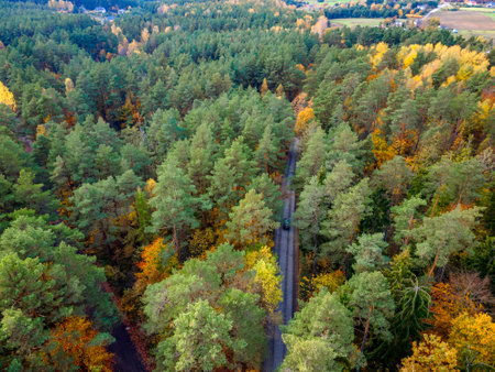 an aerial view of the road that runs through the autumn forestの写真素材