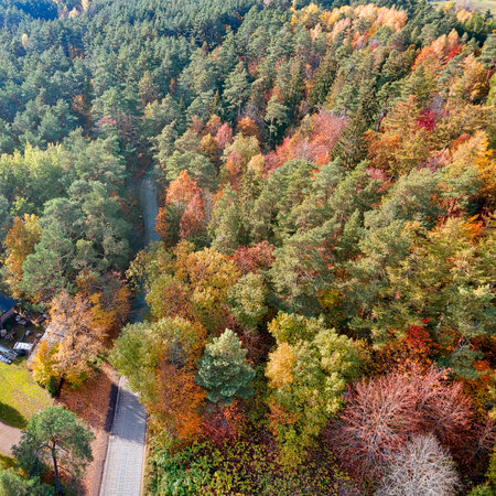 an aerial view of the road that runs through the autumn forestの写真素材