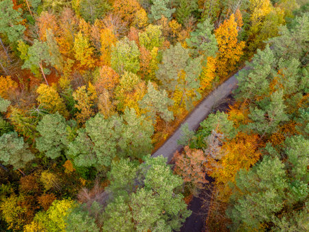 an aerial view of the road that runs through the autumn forestの写真素材