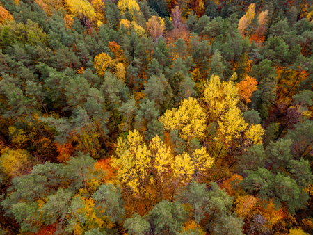 an aerial view of the road that runs through the autumn forestの写真素材