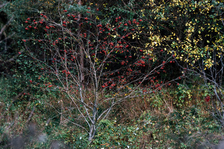 autumn rowan fruits on the treeの写真素材