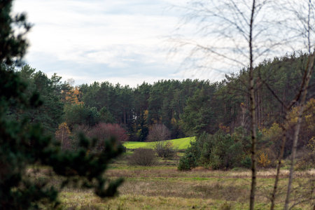 Autumn landscape in the forest in the morningの写真素材