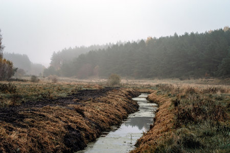 Autumn landscape in the forest in the morningの写真素材