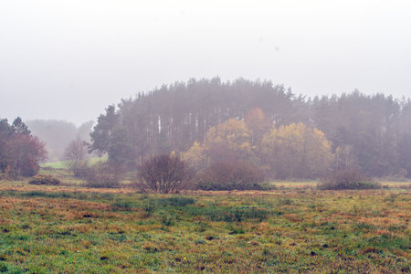 Autumn landscape in the forest in the morningの写真素材