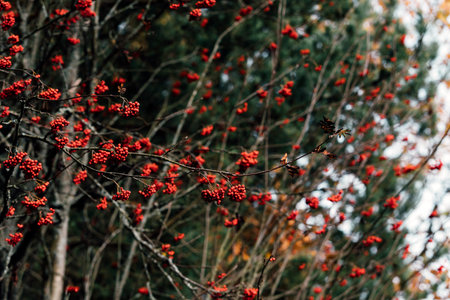 autumn rowan fruits on the treeの写真素材