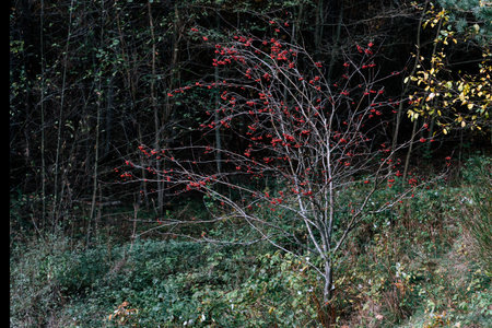 autumn rowan fruits on the treeの写真素材