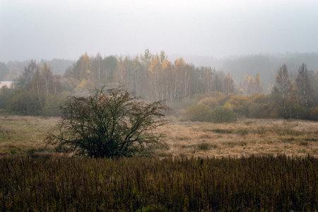 Autumn landscape in the forest in the morningの写真素材